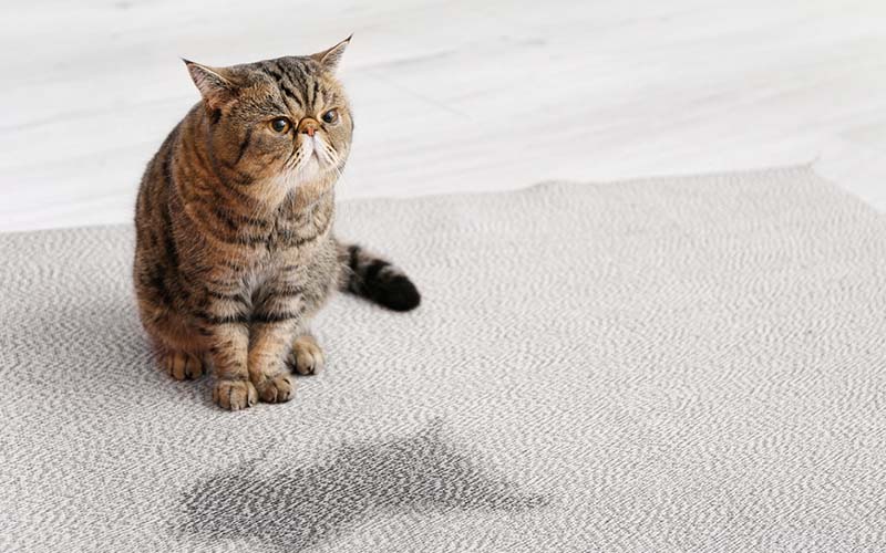 carpet cleaning in new York, carpet cleaning in new york, carpet cleaning new York, carpet cleaners in new York, carpet cleaners in new york, commercial carpet cleaning, commercial carpet cleaning in new York, new York rug cleaners, rug cleaning services in new York, same day carpet cleaning, same day rug cleaning